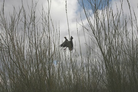 Greylag goose (Anser anser) adult bird approaching, Allgäu, Bavaria, Germany, Allgäu, Bavaria,