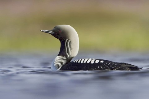 Pacific Loon (Gavia pacifica), Manitoba, Canada