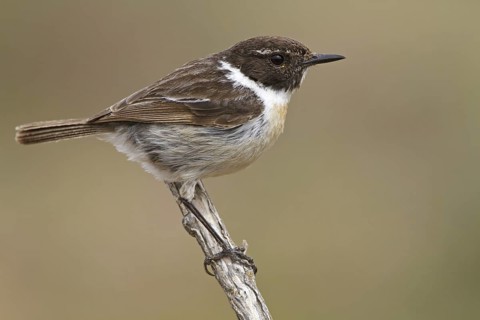 Canary Islands Stonechat (Saxicola dacotiae), Fuerteventura, Spain