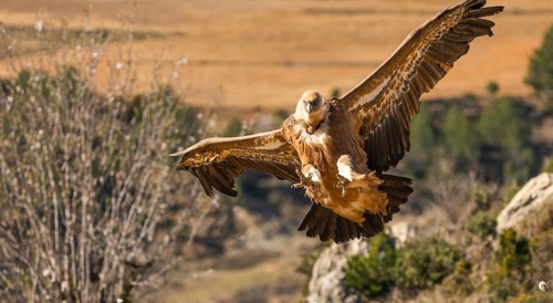 A majestic Griffon Vulture soars through the air with its wings fully extended. The powerful raptor