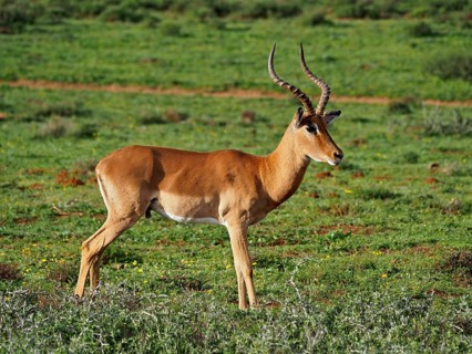Impala (Aepyceros melampus)
