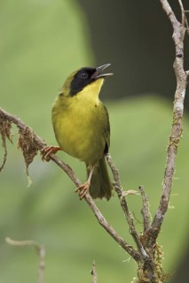 Olive-crowned Yellowthroat (Geothlypis semiflava) male, Ecuador
