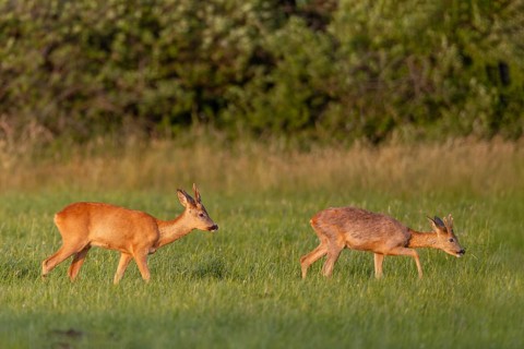 When a third older roebuck (Capreolus capreolus) moves into the meadow, the yearlings move into the