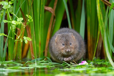 Water vole (Arvicola amphibius) adult rodent animal on the edge of a reedbed in a pond, England,