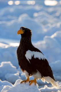 Steller's Sea Eagle (Haliaeetus pelagicus) on snow, Hokkaido, Japan
