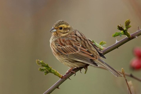 Cirl Bunting (Emberiza cirlus) female, Rhineland-Palatinate, Germany
