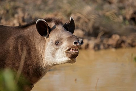 Brazilian Tapir (Tapirus terrestris) portrait, Pantanal, Brazil