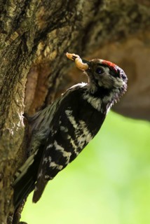 Lesser spotted woodpecker (Dendrocopus minor) with food at the breeding den, Krusuna, Bulgaria