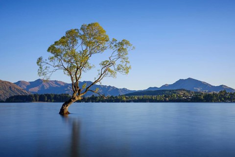 Wanaka Tree in the morning, long exposure, Lake Wanaka, Otago, South Island, New Zealand