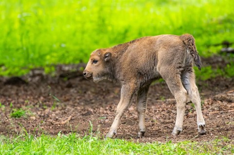 European bison (Bison bonasus) youngster on a meadow in summer, Bavarian Forest, Germany