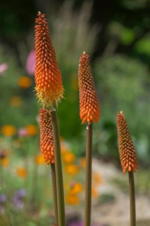 Torch lily (Kniphofia), also known as rocket flower, Münsterland, North Rhine-Westphalia, Germany
