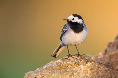 White Wagtail (Motacilla alba) perched on a rock, Poland