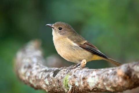 Australian Golden Whistler (Pachycephala pectoralis xanthoprocta) perched on a branch, Norfolk