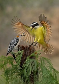 Great Kiskadee (Pitangus sulphuratus) & male Golden-fronted Woodpecker (Melanerpes aurifrons)