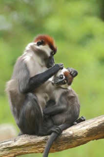 Female collared mangabey (Cercocebus torquatus), two, adult, juvenile, grooming, captive