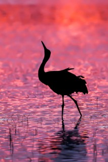 Sandhill Crane Grus canadensis tabida Bosque del Apache National Wildlife Refuge, New Mexico,