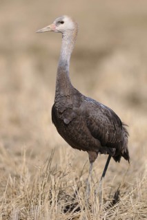 Hooded Crane (Grus monacha) juvenile, Arasaki, Japan