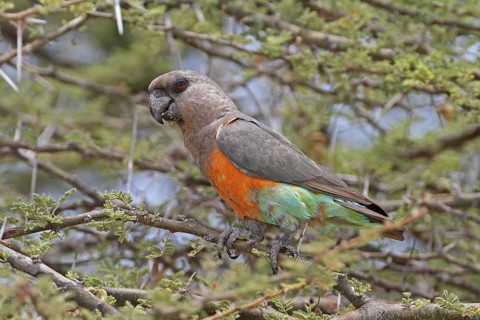 Red-bellied Parrot (Poicephalus rufiventris) male, Samburu, Kenya