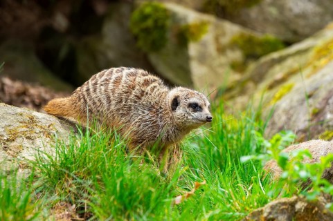 Meerkat (Suricata suricatta) standing in the grass, curious, Germany