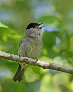 Eurasian Blackcap (Sylvia atricapilla) male singing, France