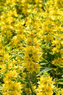 Purple loosestrife (Lysimachia punctata), Schloss Dyck, Germany