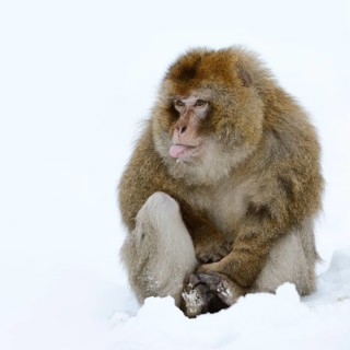 Barbary macaque or magot (Macaca sylvanus), male sitting in the snow and sticking out his tongue,