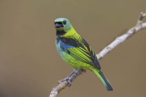 Green-headed Tanager (Tangara seledon)