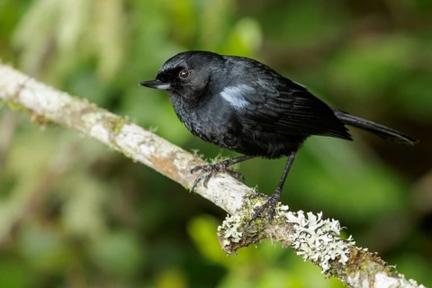 Glossy Flowerpiercer (Diglossa lafresnayii) perched on a branch in the Andes Mountains of Colombia