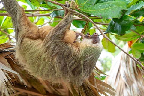 Daytime, two toed sloth (Choloepura hoffmanni) with baby on belly hanging in almond tree. Cahuita