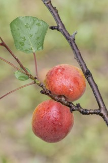 Apricot (Prunus armeniaca 'Harogem'), Baum- und Rebschule Schreiber KG, Poysdorf, Lower Austria,