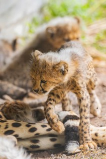Cheetah (Acinonyx jubatus) youngsters playing with each other, captive, occurrence Africa