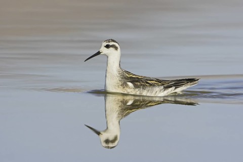 Red-necked Phalarope (Phalaropus lobatus), Oregon, USA