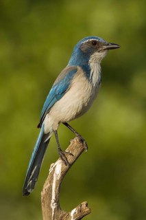 Western Scrub Jay