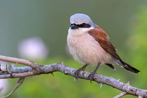 Red-backed shrike, (Lanius collurio), animals, birds, shrike family, Lake Neusiedl, Illmitz,