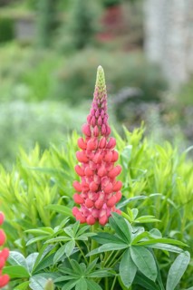 Lupin (Lupinus polyphyllus),  Great Britain