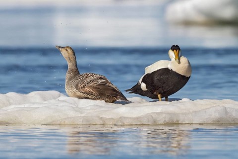 Common Eider (Somateria mollissima) on the Hudson's Bay near Churchill, Manitoba, Canada