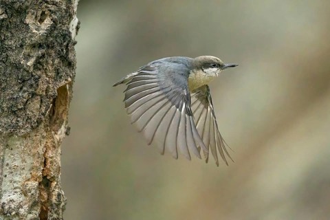Pygmy Nuthatch (Sitta pygmaea) flying away from the nesting cavity, Colorado, USA