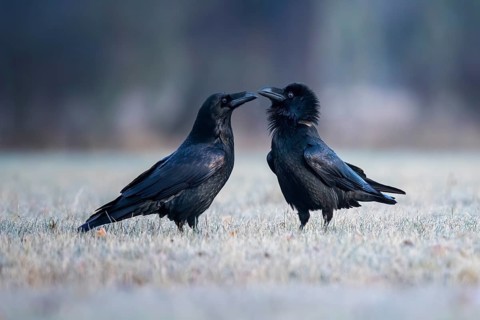 Northern Raven (Corvus corax) pair, Saxony-Anhalt, Germany