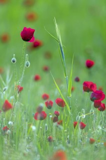 Poppy, (Papaver rhoeas), poppy, poppy rose, plant, flower, blooms, blooming, Lesbos, islandLesbos,
