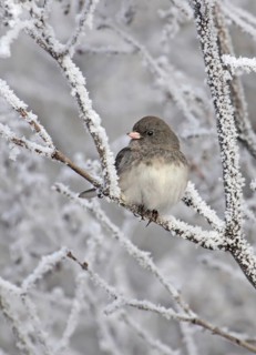 Slate-colored Junco (Junco hyemalis hyemalis) female, Saskatchewan, Canada