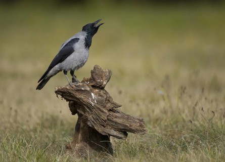 Hooded Crow (Corvus cornix) calling, Poland