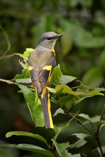 Grey-chinned Minivet (Pericrocotus solaris) female perched on a branch, Fujian, China