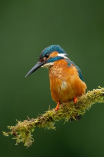 Common kingfisher (Alcedo atthis) adult male bird on a moss covered tree branch, Norfolk, England,