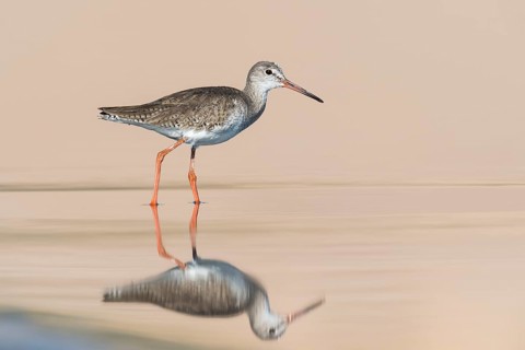 Common Redshank (Tringa totanus) foraging in shallow water, Eilat, Israel
