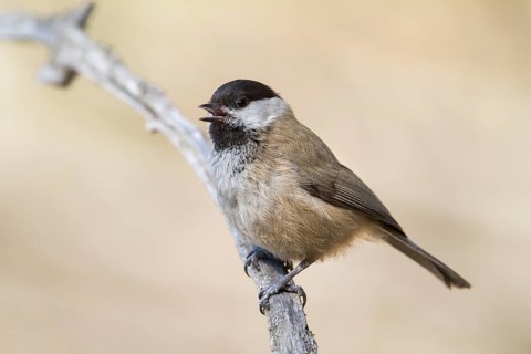 Songar Tit - Songarmeise - Poecile montanus ssp. songarus, Kazakhstan