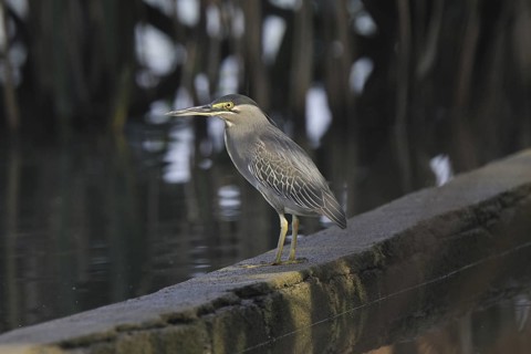 Striated Heron (Butorides striata), Kerala, India