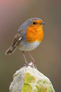 Robin, (Erithacus rubecula), Tiszaalpár, Kiskunsági National Park, Bács-Kiskun, Hungary