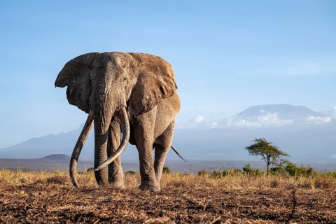 African elephant (Loxodonta africana) in picturesque landscape with the summit of Mount