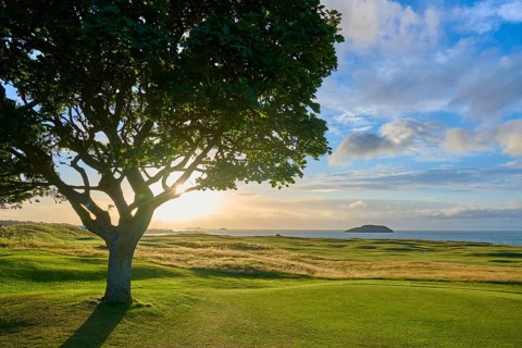 Idyllic tree at sunset with sea view and island, golf course, North Berwick, East Lothian,