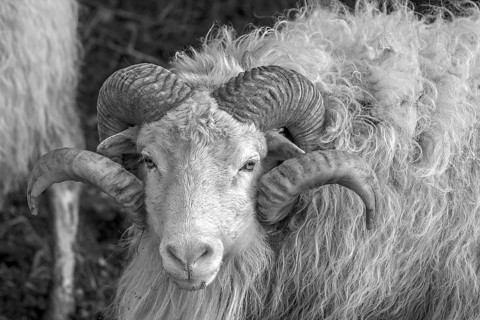 Sheep (Ovis aries), portrait of a male Moorschnucke with horn, black and white, Rehna,